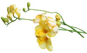 甘蓝