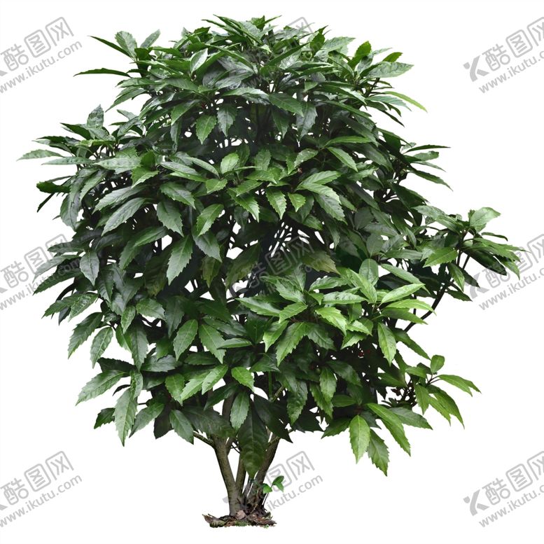 编号：88737605070222597765【酷图网】源文件下载-免扣植物素材图片