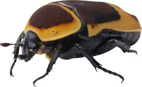 甲虫