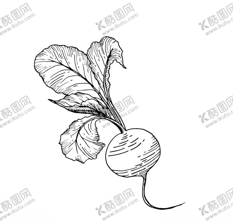 编号：33381110280802494831【酷图网】源文件下载-萝卜