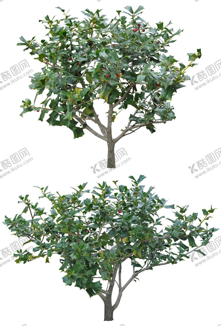 编号：13615810031642336688【酷图网】源文件下载-园林植物