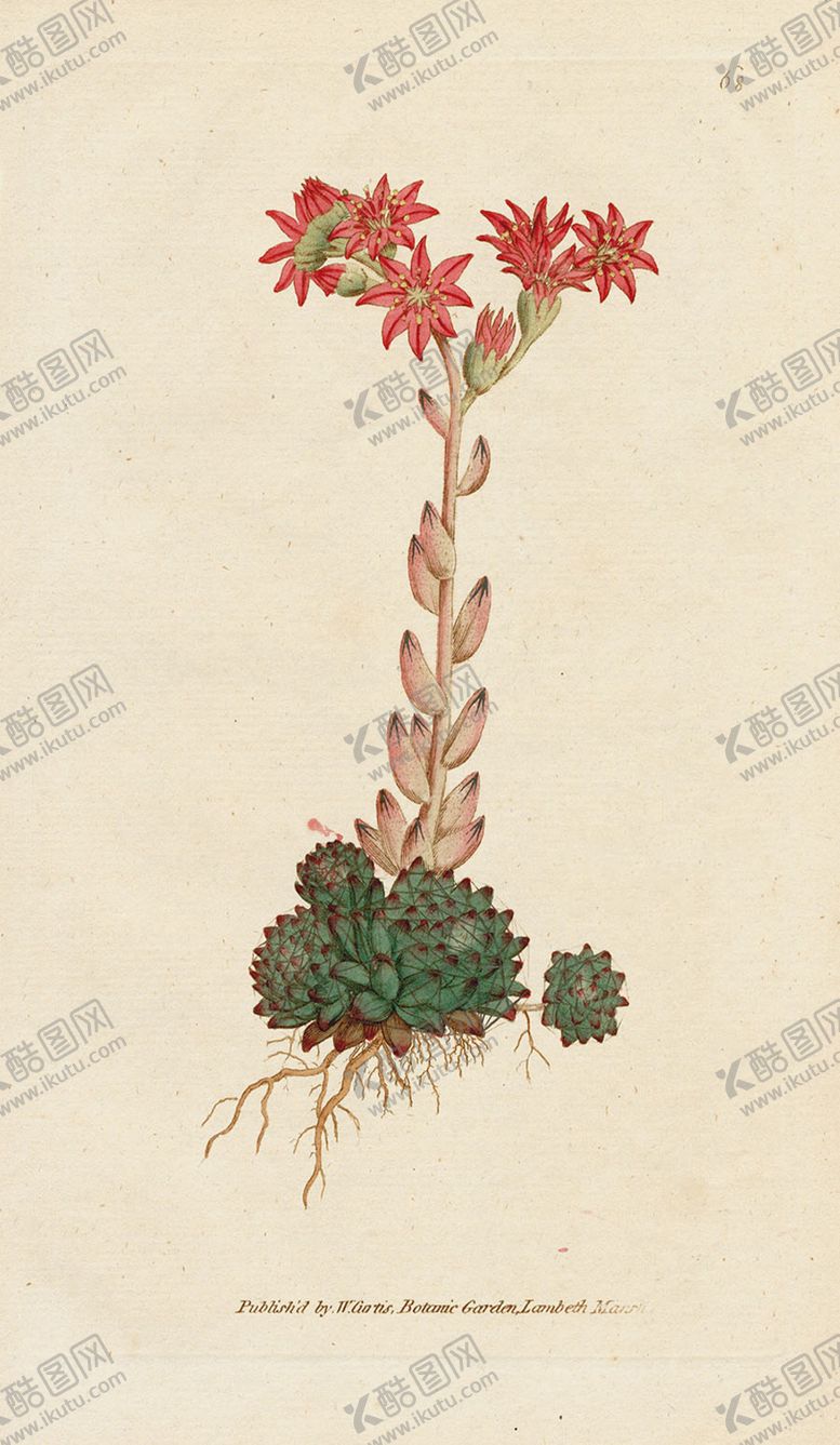 编号：62200605050728125090【酷图网】源文件下载-欧式复古色调花朵植物
