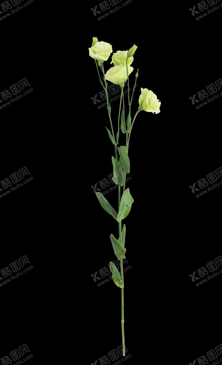 编号：27732009180644429428【酷图网】源文件下载-单只花退底鲜花花枝花朵