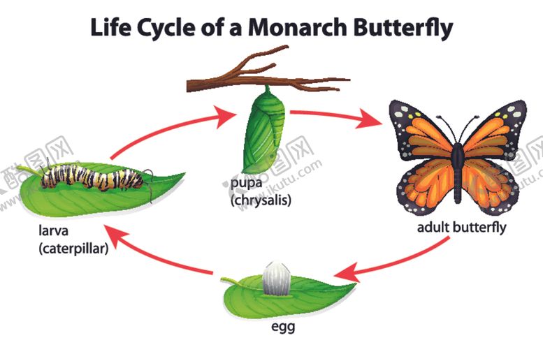 编号：45223309211219163070【酷图网】源文件下载-卡通昆虫