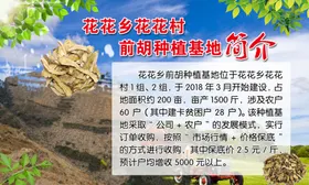 前胡种植基地简介