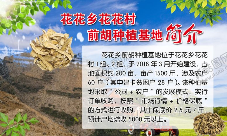 编号：55718910232117406855【酷图网】源文件下载-前胡种植基地简介