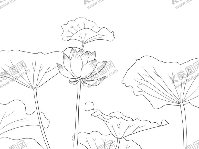 编号：71296710210603285185【酷图网】源文件下载-荷花