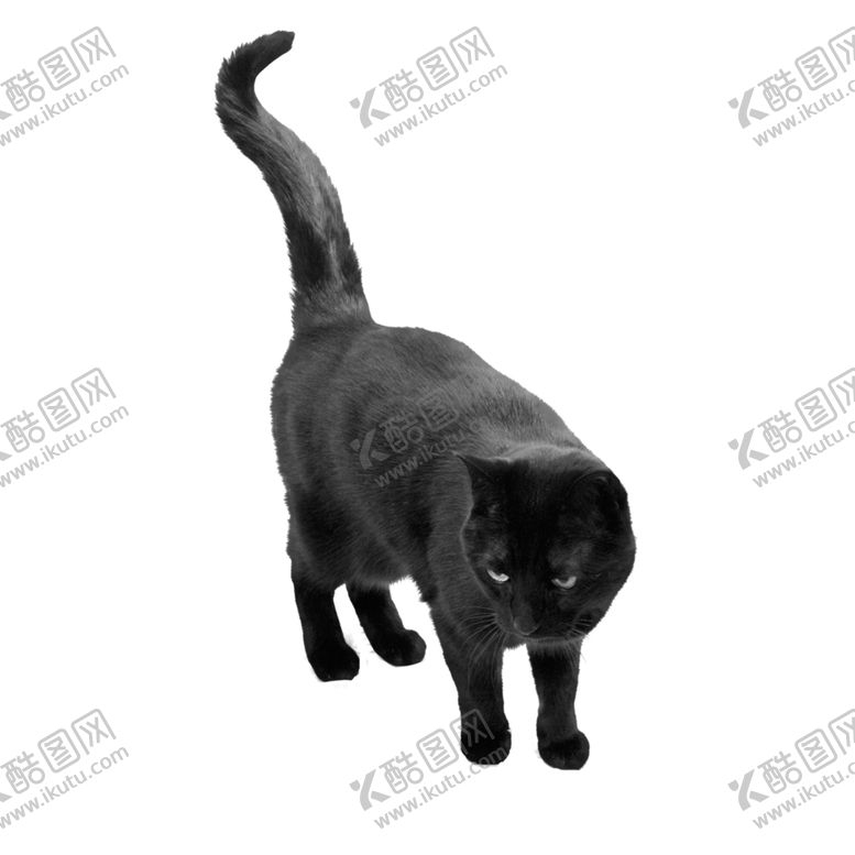 编号：26562810232029145201【酷图网】源文件下载-猫咪