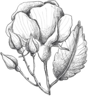 玫瑰花素描绘画