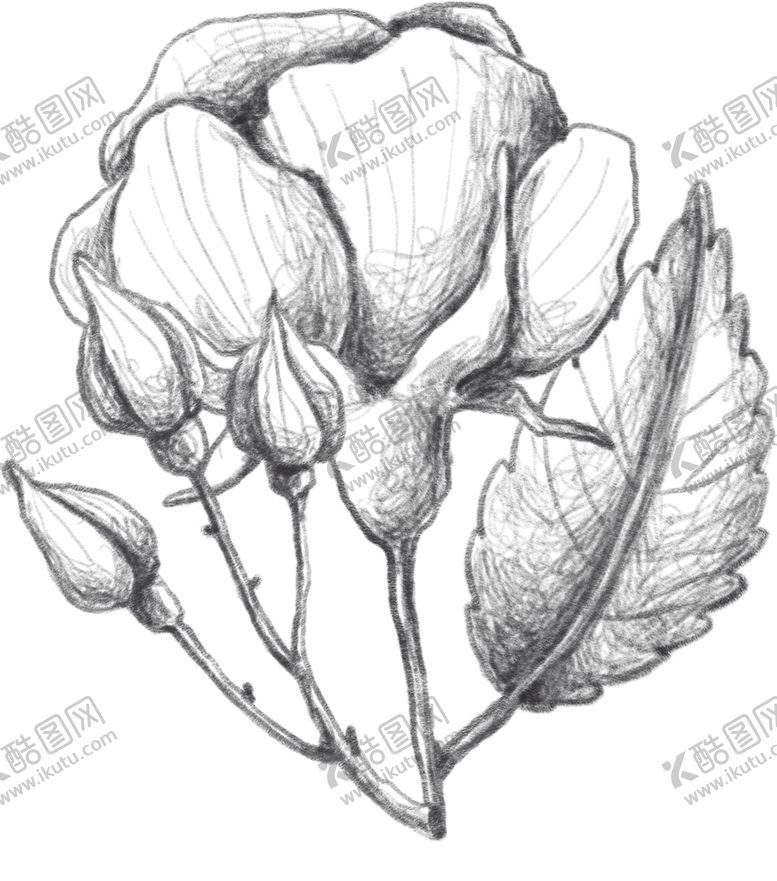 编号：51901707090005376922【酷图网】源文件下载-玫瑰花素描绘画