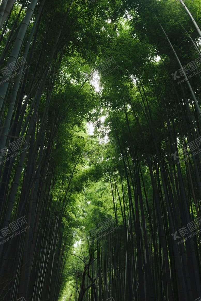 编号：77382610170626013365【酷图网】源文件下载-竹林