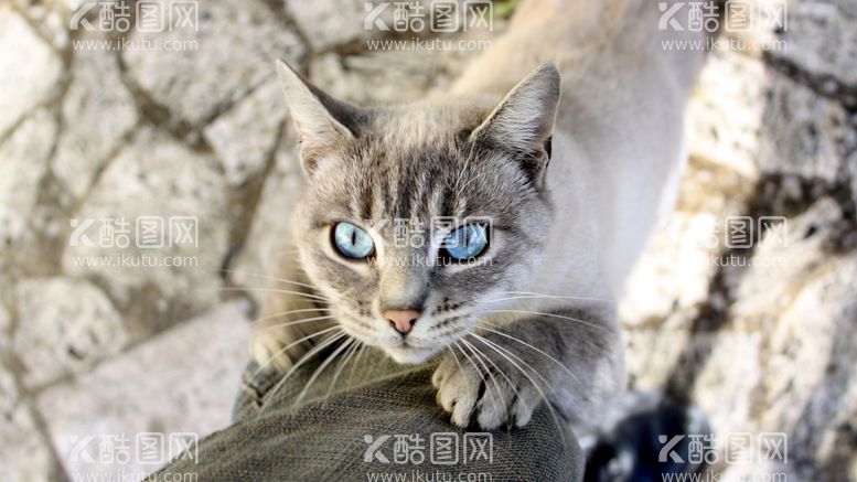 编号：05694810080441271257【酷图网】源文件下载-猫猫