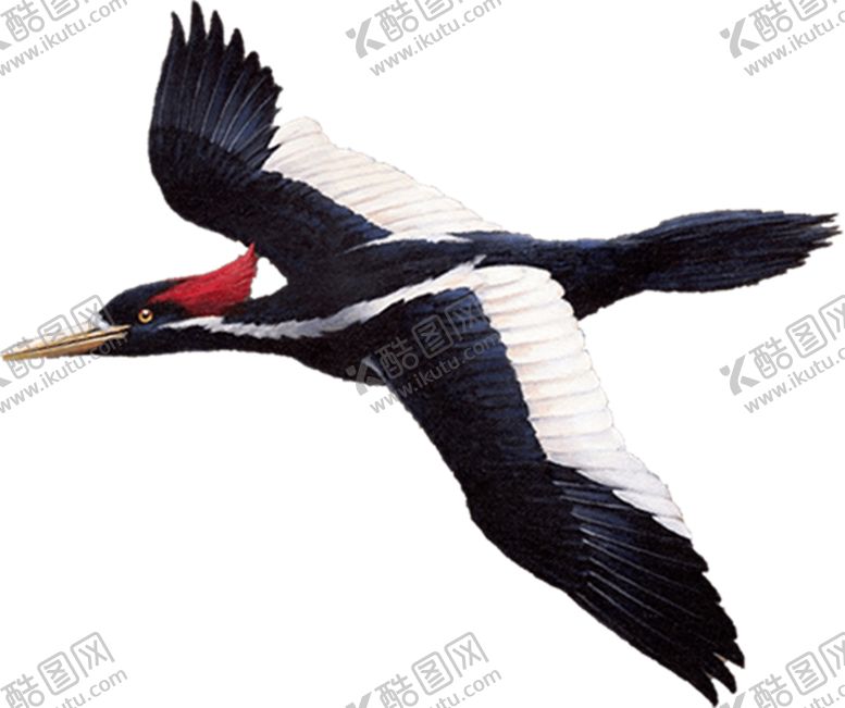 编号：42447704192144362841【酷图网】源文件下载-啄木鸟
