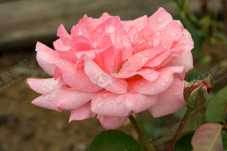 编号：71958410082141448830【酷图网】源文件下载-月季