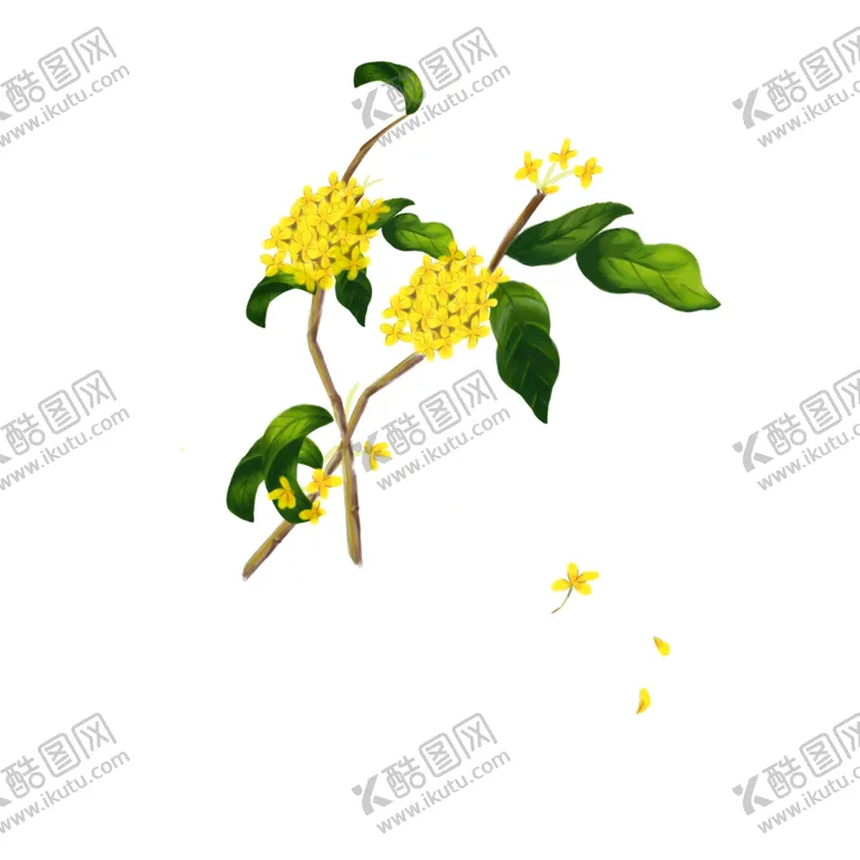 编号：42189302070427338879【酷图网】源文件下载-手绘桂花png免抠素材