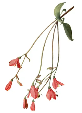 手绘复古花卉插画宣传水墨