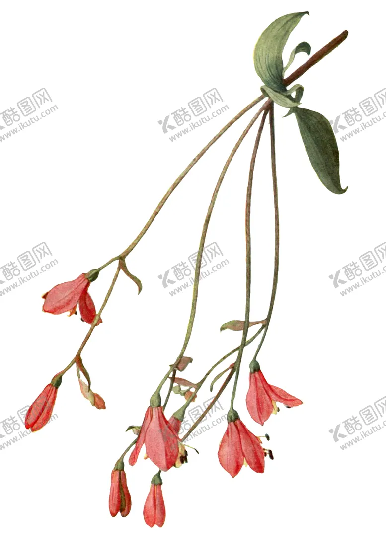 编号：80954601260045244469【酷图网】源文件下载-手绘复古花卉