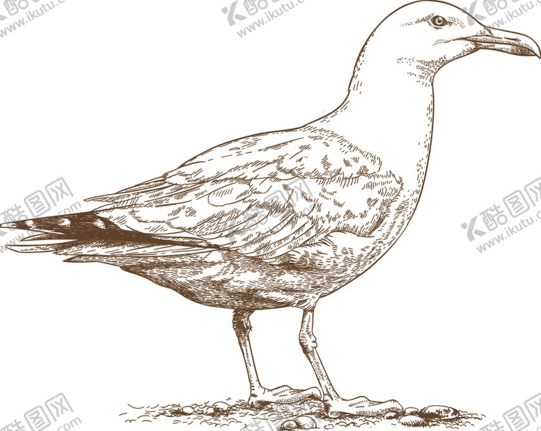 编号：80017109220802351019【酷图网】源文件下载-鸟类素描