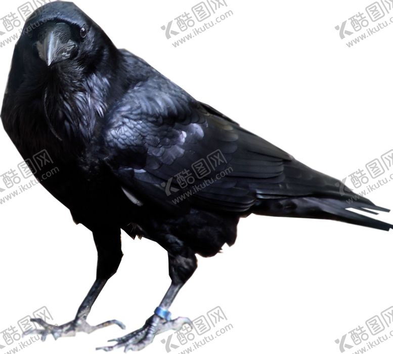 编号：52835005042145553124【酷图网】源文件下载-乌鸦