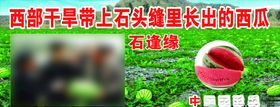 石头缝西瓜