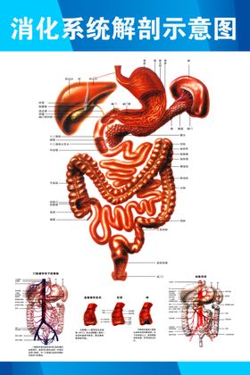 消化系统解剖示意图