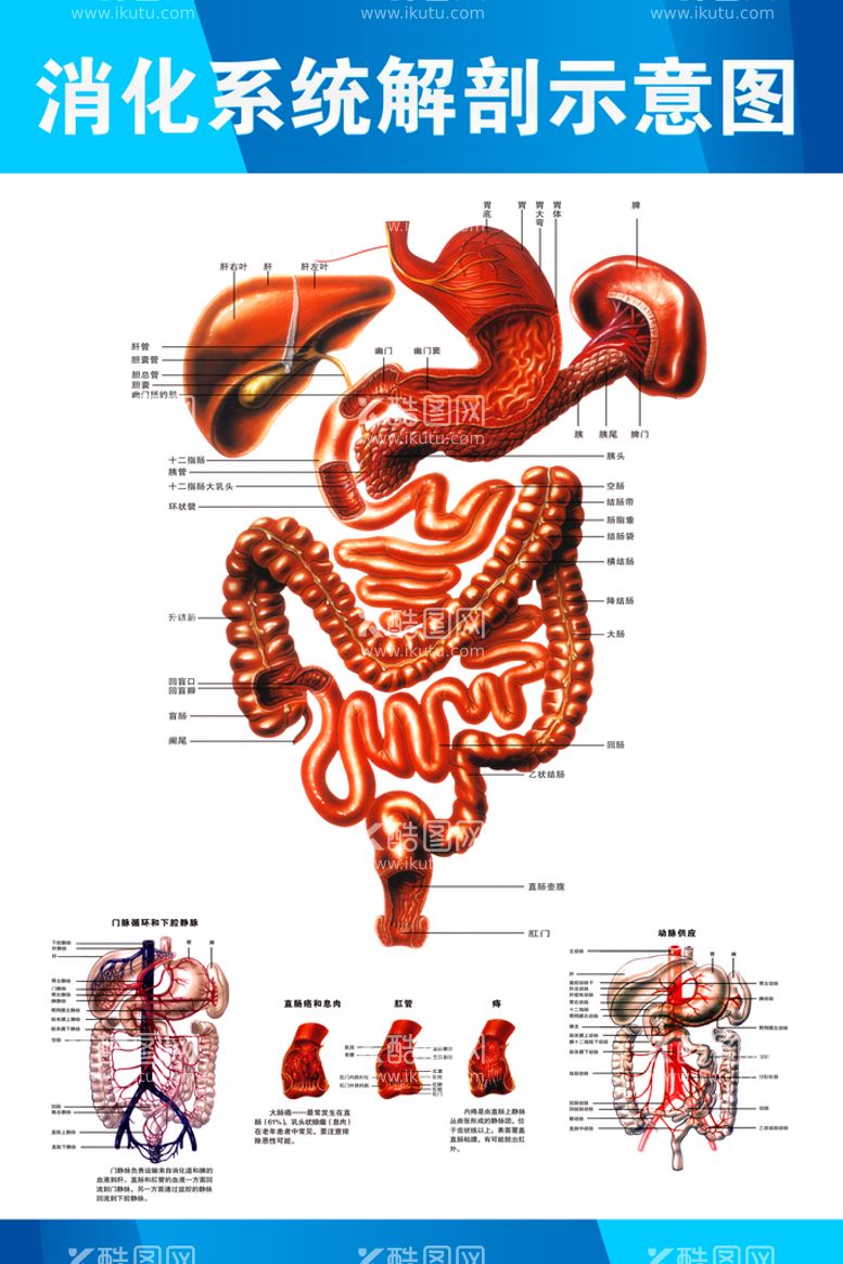 编号：59511910230108246676【酷图网】源文件下载-消化系统解剖示意图