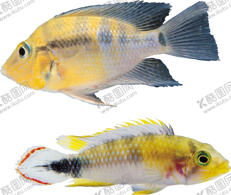 编号：80727809190811575005【酷图网】源文件下载-海洋鱼类图谱