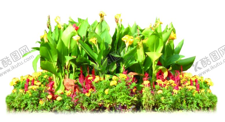 编号：76998810050918407327【酷图网】源文件下载-美人蕉与一串红