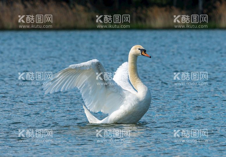 编号：07513209211610486712【酷图网】源文件下载-天鹅