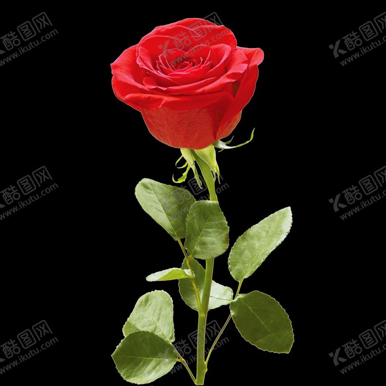 编号：30165309230922135422【酷图网】源文件下载-玫瑰花