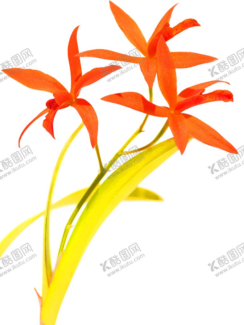 编号：55019705122045371108【酷图网】源文件下载-鲜花装饰