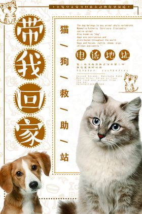 宠物海报