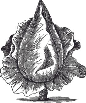 彩色素描蔬菜