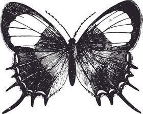 自然昆虫蝴蝶标本插画