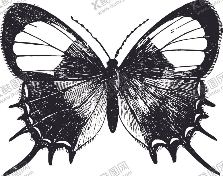 编号：20645109200029376285【酷图网】源文件下载-自然昆虫蝴蝶标本插画