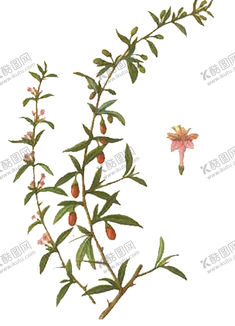 编号：44309706282242376772【酷图网】源文件下载-手绘枸杞子