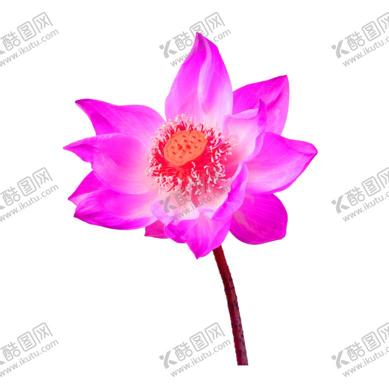 编号：88829409240253442413【酷图网】源文件下载-鲜花素材