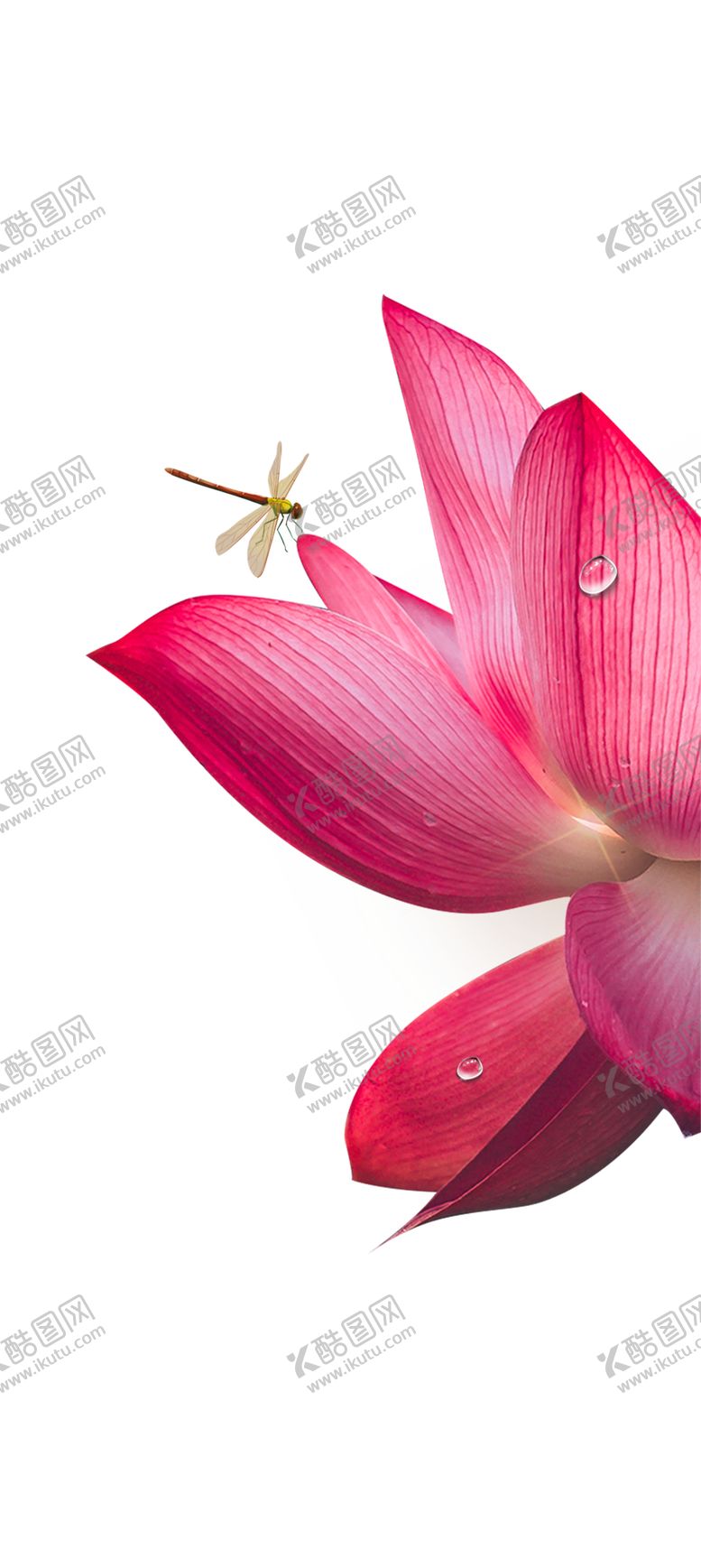编号：90520905101224547442【酷图网】源文件下载-荷花