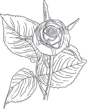 线稿图绘画植物花朵