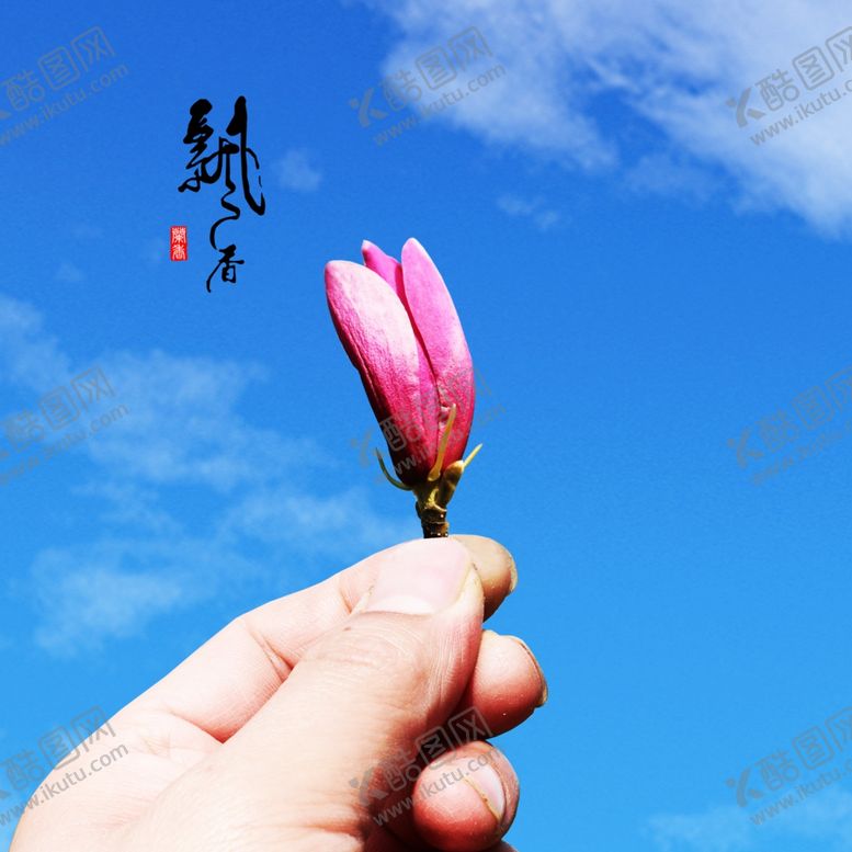 编号：69498910032125127592【酷图网】源文件下载-郁金香