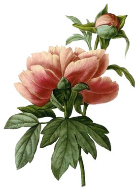 手绘插画花
