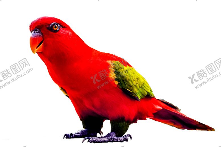 编号：22446310140126118862【酷图网】源文件下载-鹦鹉