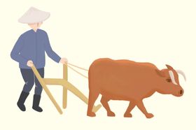 农民耕牛