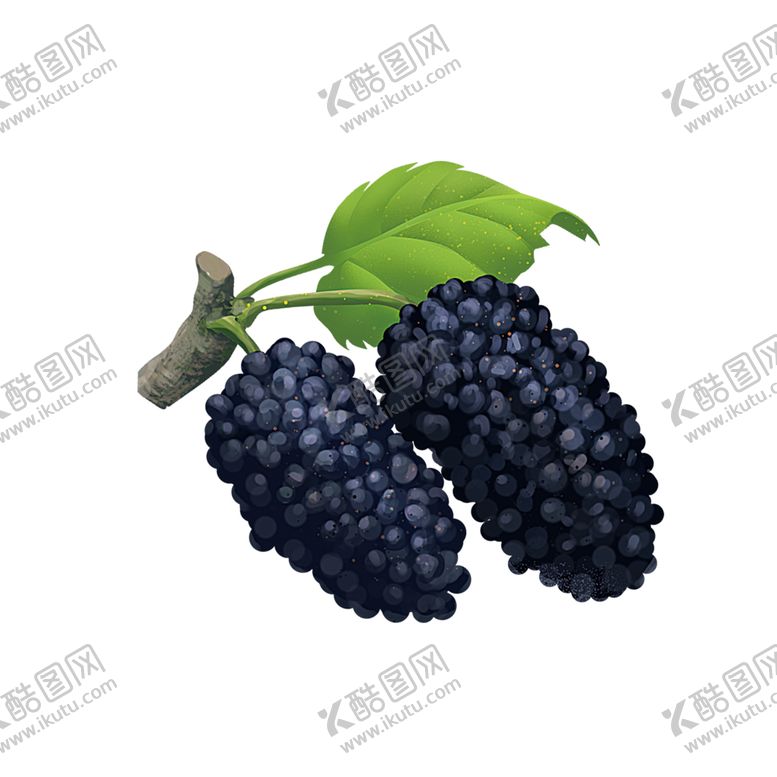 编号：59429907090322428331【酷图网】源文件下载-手绘桑葚