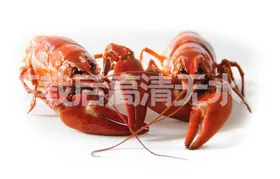 小龙虾卤宣传单上市
