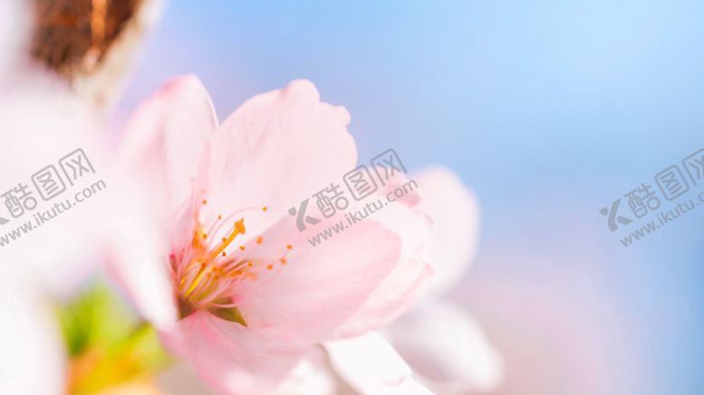 编号：95898902061937034633【酷图网】源文件下载-粉白花特写
