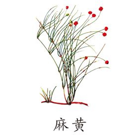 草本植物药材图片