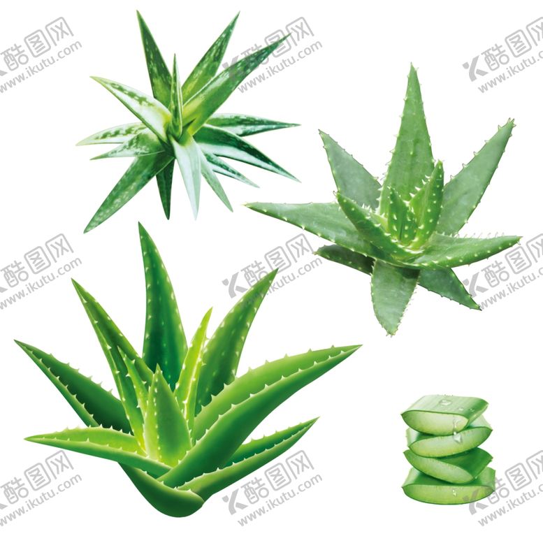 编号：56868405061844485840【酷图网】源文件下载-芦荟