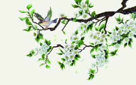 花鸟