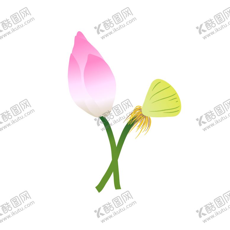 编号：38076109160015093170【酷图网】源文件下载-荷花夏荷莲花